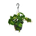 philodendron-scandens-brasil-o15cm-↕35cm