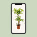 dracaena-fragrans-massangeana-o19cm-↕90cm