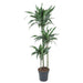 dracaena-ulises-150-cm-o24