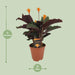 calathea-crocata-o14cm-↕40cm