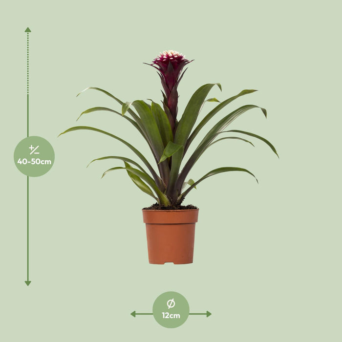 guzmania-fransesca-o12-↕45