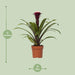 guzmania-fransesca-o12-↕45