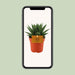 gasteria-hybride-aurora-o11cm-↕15cm