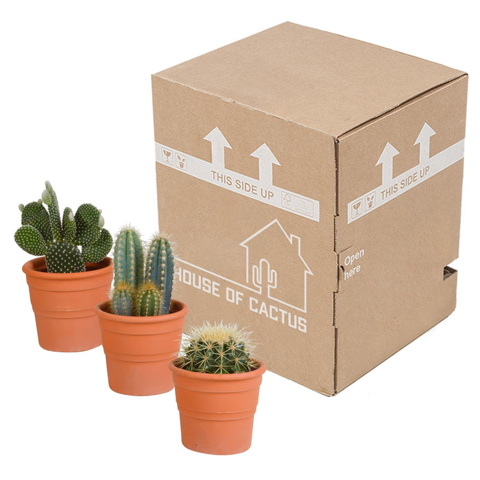 cactus-mix-10-5-cm-3x-in-terracotta-pot