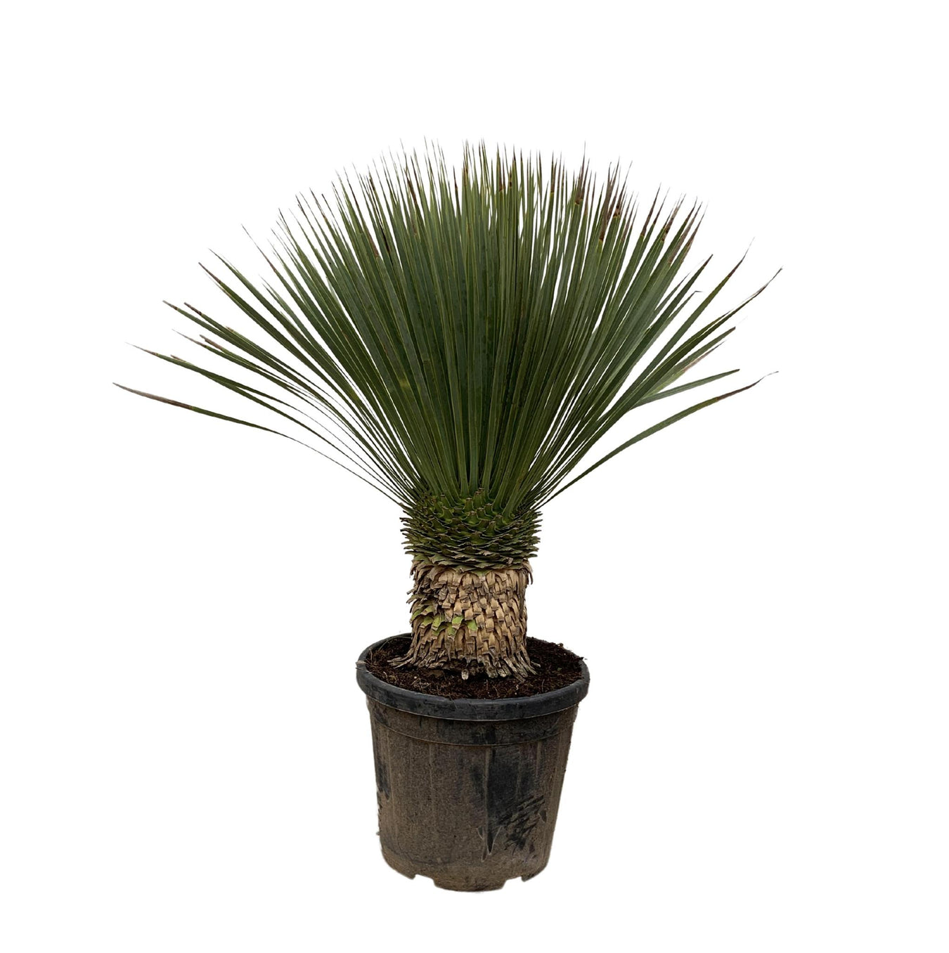 yucca-rostrata-120cm-o35