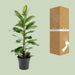 ficus-microcarpa-smile®-o17cm-↕70cm