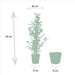 ficus-benjamina-danielle-95cm-o21cm-ficus-benjamina-twilight-95cm-o21cm-ficus-microcarpa-moclame-95cm-o21cm-incl-mand-igmar