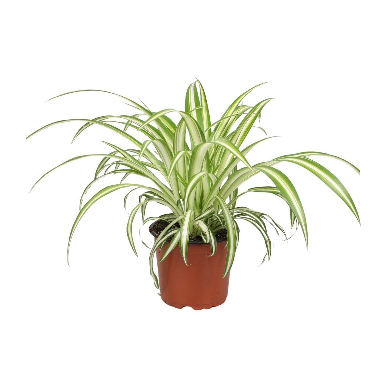 Graslelie - Chlorophytum