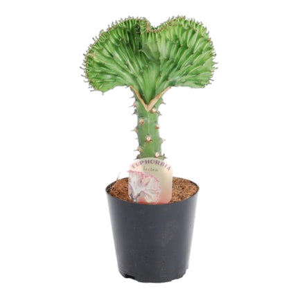 euphorbia-lactea-cristata-groen-35-cm-o12