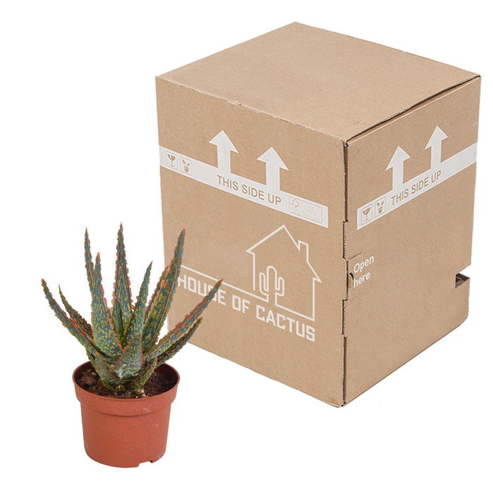 aloe-zebrina-dannyz-10-5cm-zonder-pot