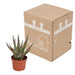 aloe-zebrina-dannyz-10-5cm-zonder-pot