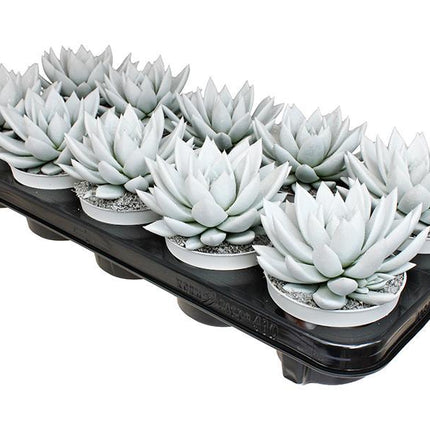 echeveria-coloured-white-pet-free-glitter-o10-5cm-↕15cm