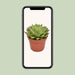 echeveria-miranda-o15cm-↕20cm