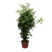 dracaena-surculosa-300-cm-o60