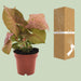 syngonium-neon-o12-↕25