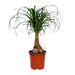 beaucarnea-nolina-o19cm-↕60cm