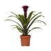 guzmania-fransesca-o12-↕45