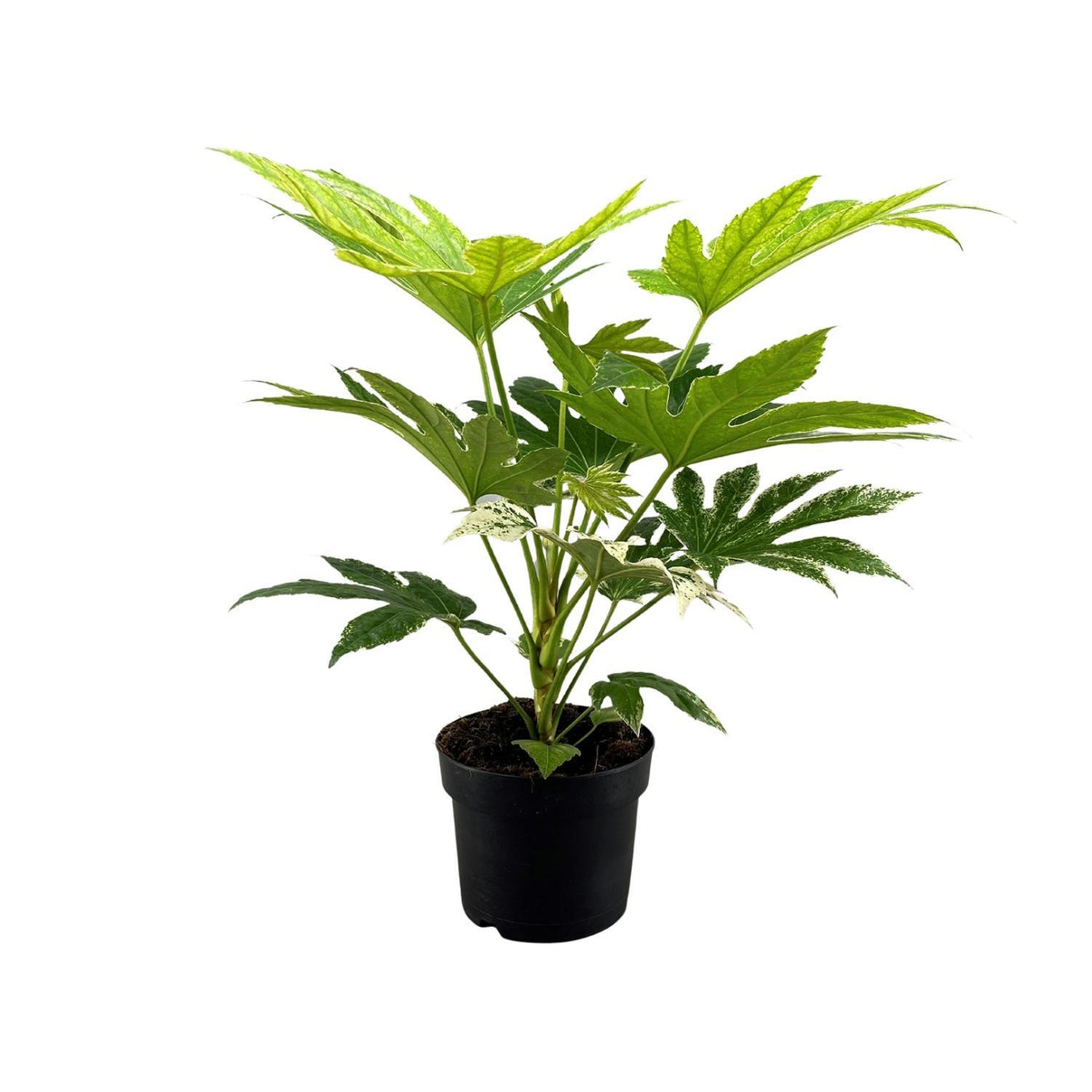 Vingerplant (Fatsia Japonica)