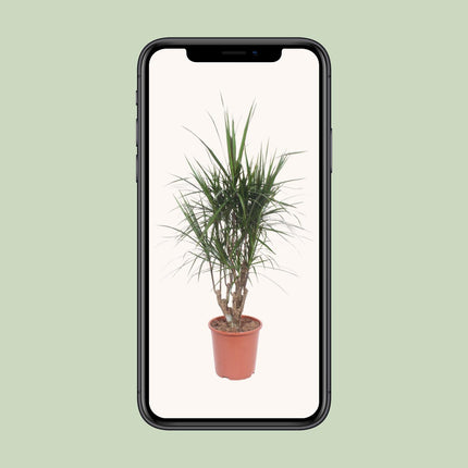 dracaena-marginata-o27cm-↕130cm