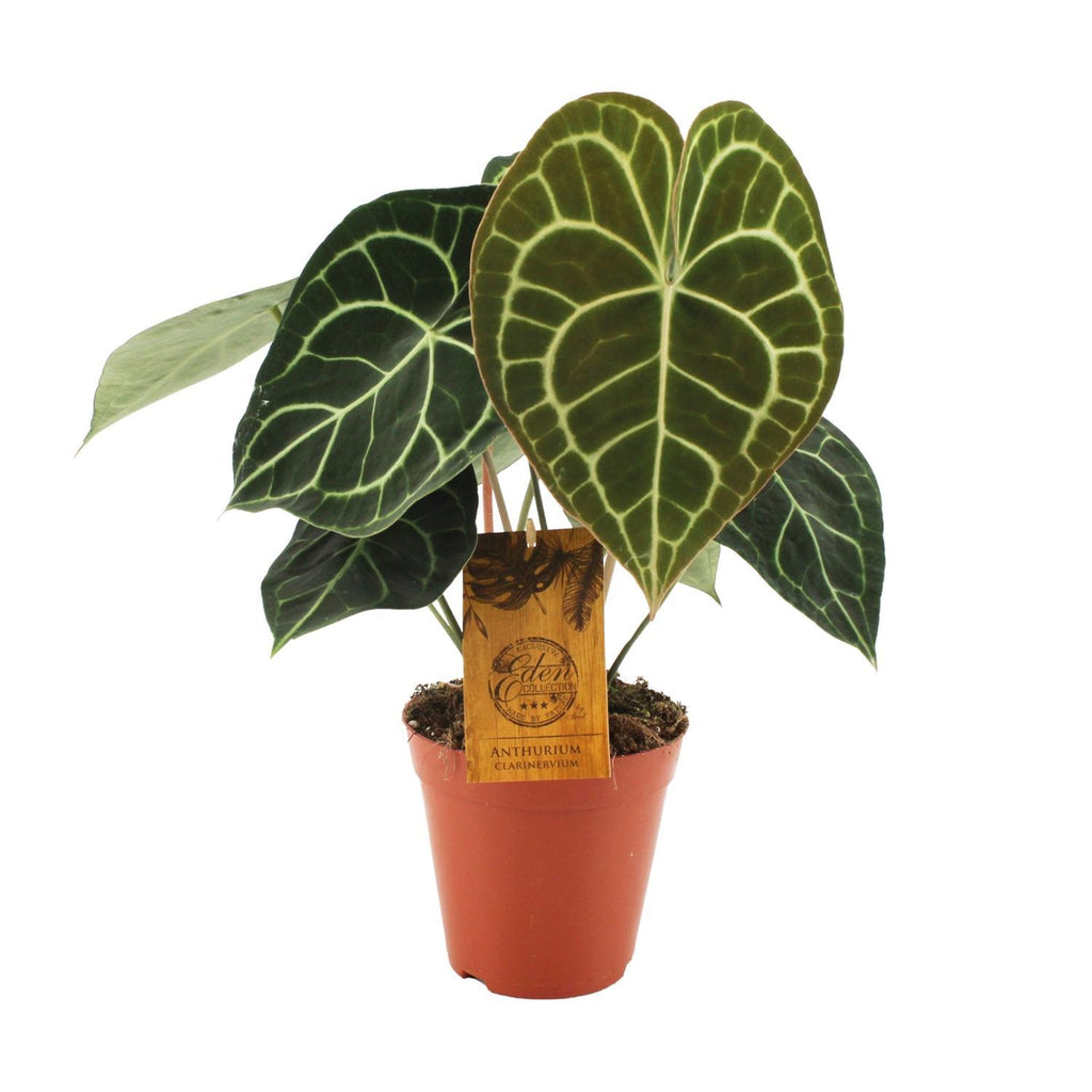 anthurium clarinervium cuidados Anthurium Clarinervium - ↕25cm