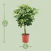 schefflera-arboricola-gold-capella-o19cm-↕75cm