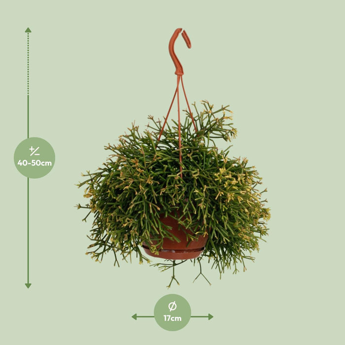 rhipsalis-clavata-o17cm-↕45cm
