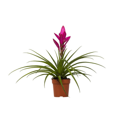 tillandsia-amira-o12cm-↕45cm