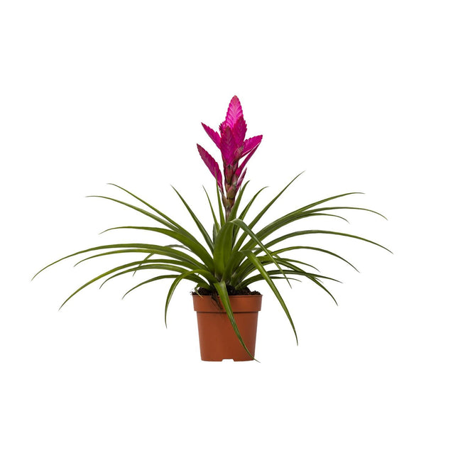 tillandsia-amira-o12cm-↕45cm