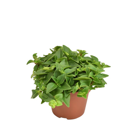 peperomia-marcello-o10-5cm-↕15cm