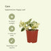 4x-epipremnum-happy-leaf-scindapsus-15cm-o12