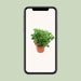 crassula-ovata-o23cm-↕35cm
