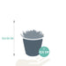 echeveria-mix-8-5-cm-3x-in-mexicaanse-pot