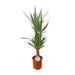 yucca-o21cm-↕90cm