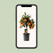 citrus-kumquat-o16cm-↕45cm