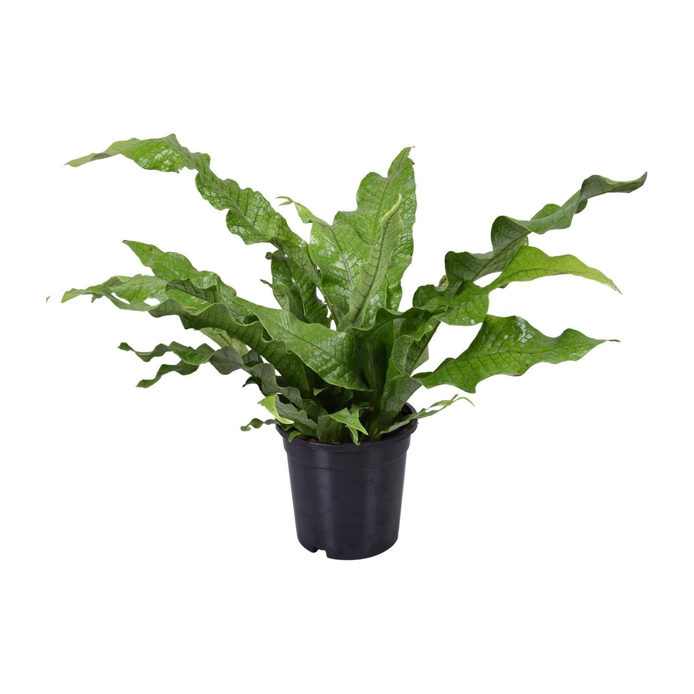 Microsorum Diversifolium (Kangoeroevaren)