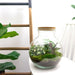 diy-terrarium-teddy-↕-26-5-cm-normal
