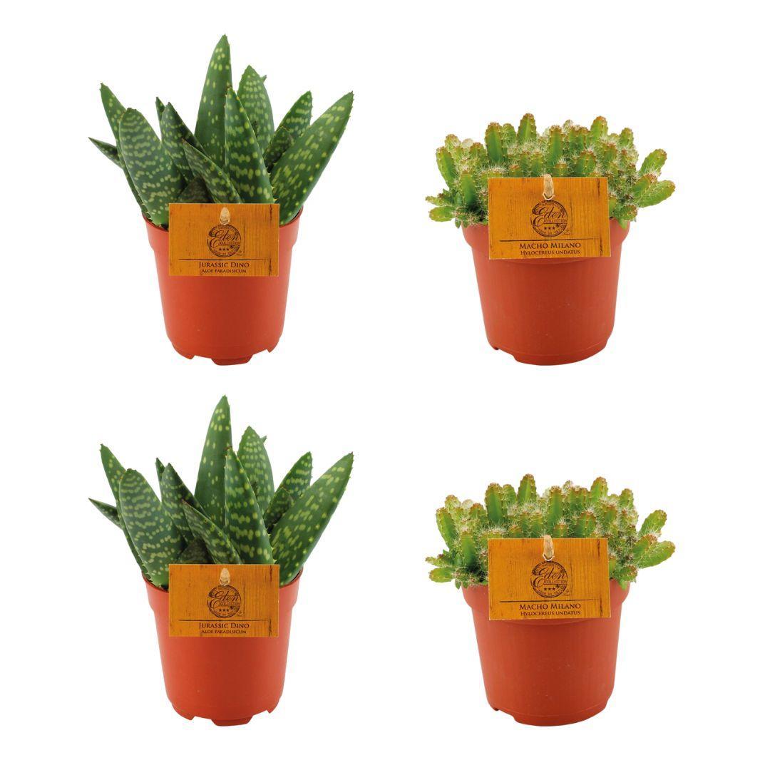Aloe paradisicum 2x + Hylocereus undatus 2x - ↕10cm - Ø10.5cm