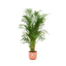 combi-deal-areca-palm-inclusief-elho-vibes-fold-round-roze-o30-180-cm