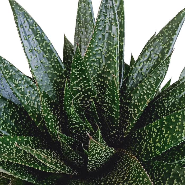 gasteria-d-due-17cm