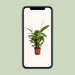 spathiphyllum-bingo-cupido-o19cm-↕80cm