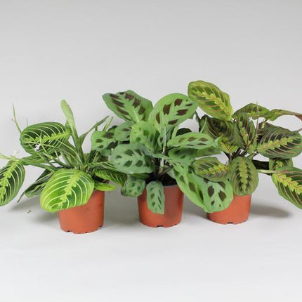 maranta-leuconeura-fascinator-mix-3-soorten