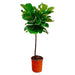 ficus-lyrata-stam-130-cm-o24