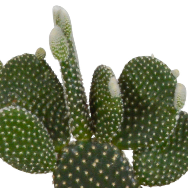 cactus-mix-10-5-cm-3x-in-terracotta-pot