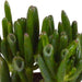 crassula-mix-8-5-cm-3x-in-witte-pot