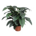 spathiphyllum-sensation-140-cm-o45