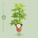 schefflera-nora-o13cm-↕45cm