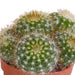cactus-mix-5-5-cm-10x-zonder-pot