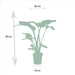 strelitzia-nicolai-85cm-o19cm-alocasia-macrorrhiza-70cm-o19cm