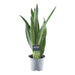 sansevieria-spearmint-45-cm-o12