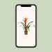 guzmania-variada-o12-↕50